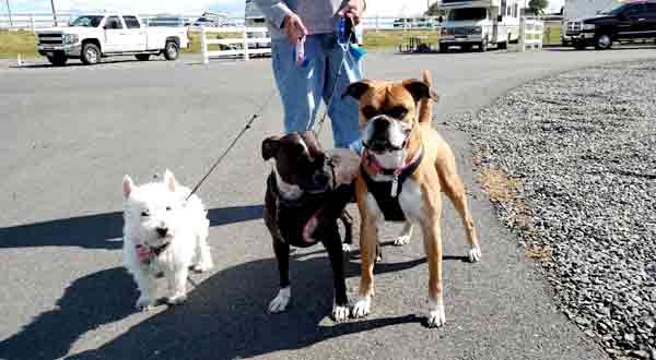 8 RV Travel With Pets Tips