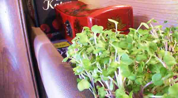 How To Build An Indoor Herb Garden For Your RV